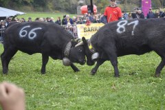 2025-10-18-11h22m38